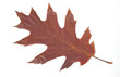 Single autumn leaf, isolated on white