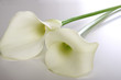 Leinwanddruck Bild - Weiße Calla