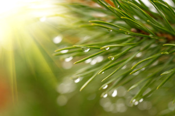 Poster - Waterdrops on firtree.