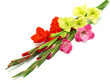 Colourful gladiolus