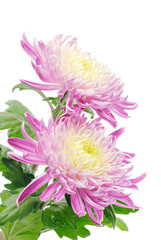 Sticker - Two charming chrysanthemun isolated on white.