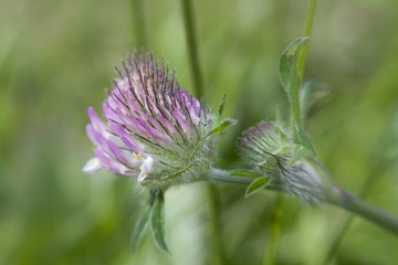 Pink Clover closeup among grass