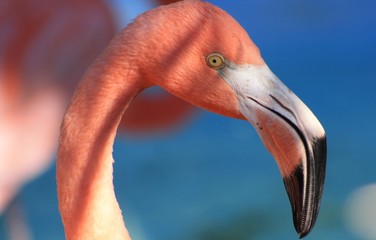 Plakat egzotyczny flamingo piękny dziki