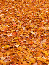Red Yellow Colored Fall Leaves On The Ground
