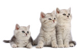 Fototapeta Koty - Kittens family