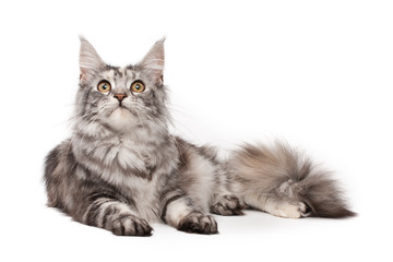 Sticker - Maine-coon cat