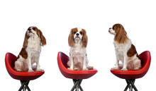 Cavalier King Charles Spaniel Sitting In Red Chair