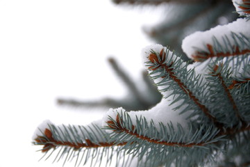 Christmas evergreen tree with fresh snow