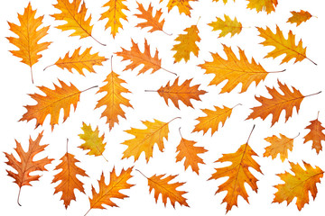Wall Mural - Assortment of leaves