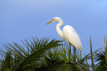 Wall Mural - ardea alba, great egret