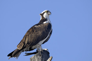 Wall Mural - osprey, pandion haliaetus