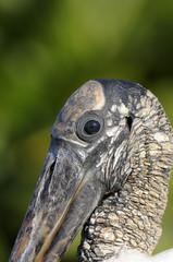 Wall Mural - wood stork, mycteria americana