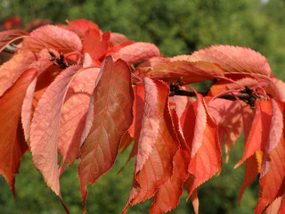 Wall Mural - red leaves in the autumn fall