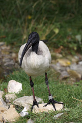 Wall Mural - Ibis