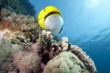 Ocean And Lined Butterflyfish