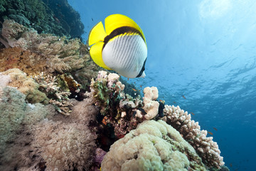 Wall Mural - ocean and lined butterflyfish