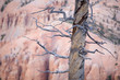 canvas print picture - toter Baum im Grand Canyon