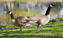 Couple Of Canada- Or Canadian Geese At The Waterside