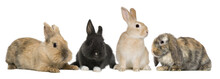 Bunny Rabbits Sitting In Front Of White Background, Studio Shot