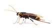 Horntail or wood wasp, in front of white background