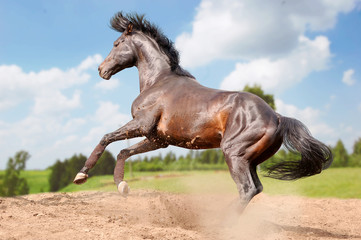 Wall Mural - bay horse in free action