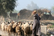 herder in egypt