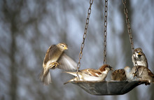 Group Of Sparrows At The Bird Feeder