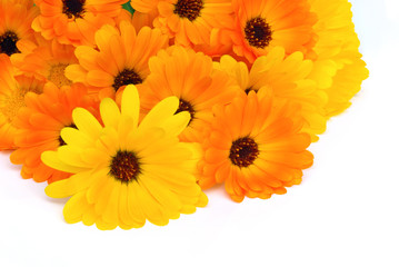 Wall Mural - Ringelblume - calendula 25