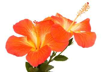 Orange hibiscus isoleted