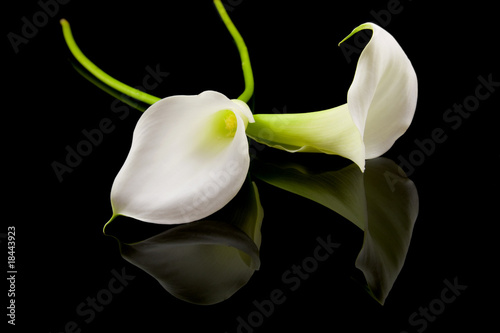 Fotografía beautiful white Calla lilly over black background