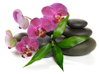 Fotomurales - Orchid