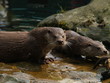 Zwei Otter am Wasser