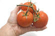 mano con 3 tomates frescos