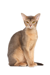 Poster - Abyssinian cat