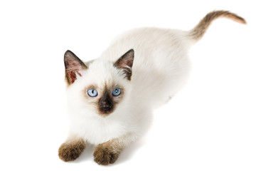 Siamese kitten