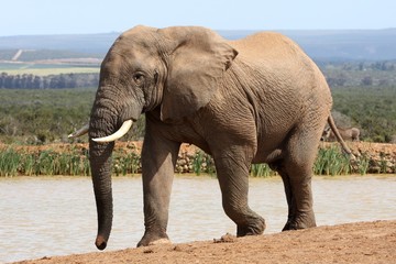 Wall Mural - african elephant in musth