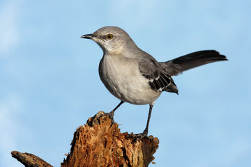 Aufkleber - Northern Mockingbird (Mimus polyglottos)