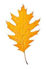 Wall Mural - One autumn leaf