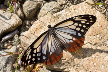 Butterfly (Danais tytia) 2