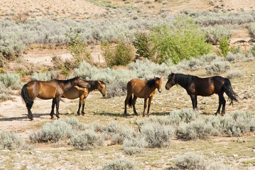 pryor mountain mustangs