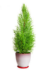 cypress in pot