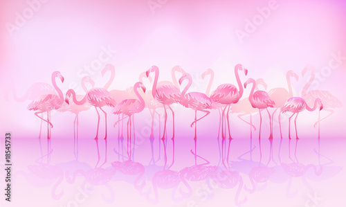 Obraz w ramie Flock of caribbean flamingos