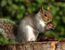 A Young Grey Squirrel Eating Chestnuts