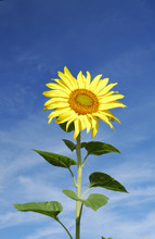 Yellow Sunflower On Blue Sky