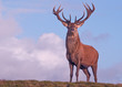 © OAPhotography - Red deer stag on the crest of a hill 2