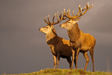 Pair Of Red Deer Stag At Sunset Waiting For The Storm
