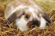 Rabbit On Hay