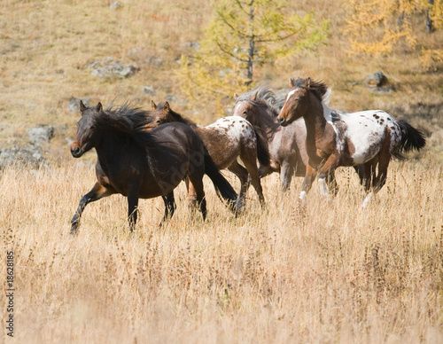 Fototapeta na wymiar Spotted horse and herd