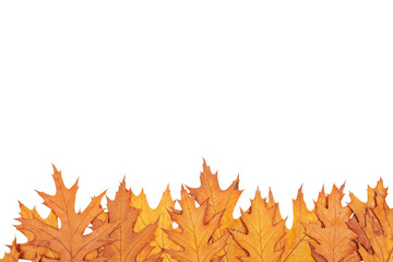 Wall Mural - Autumn border