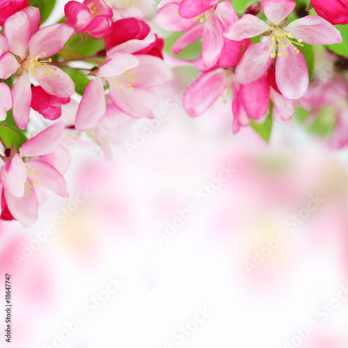 Soft spring apple flowers background
